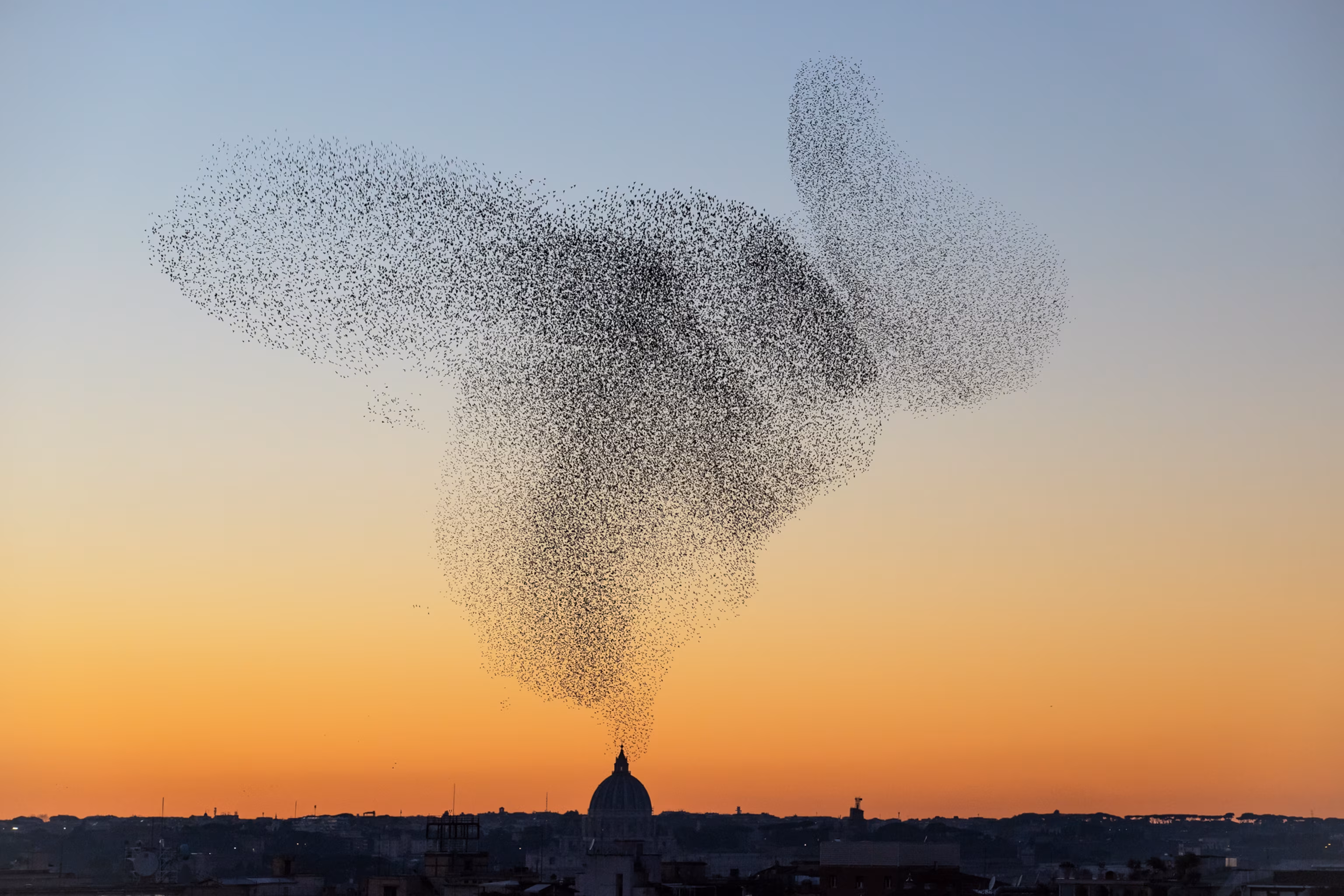 Murmuration of starlings