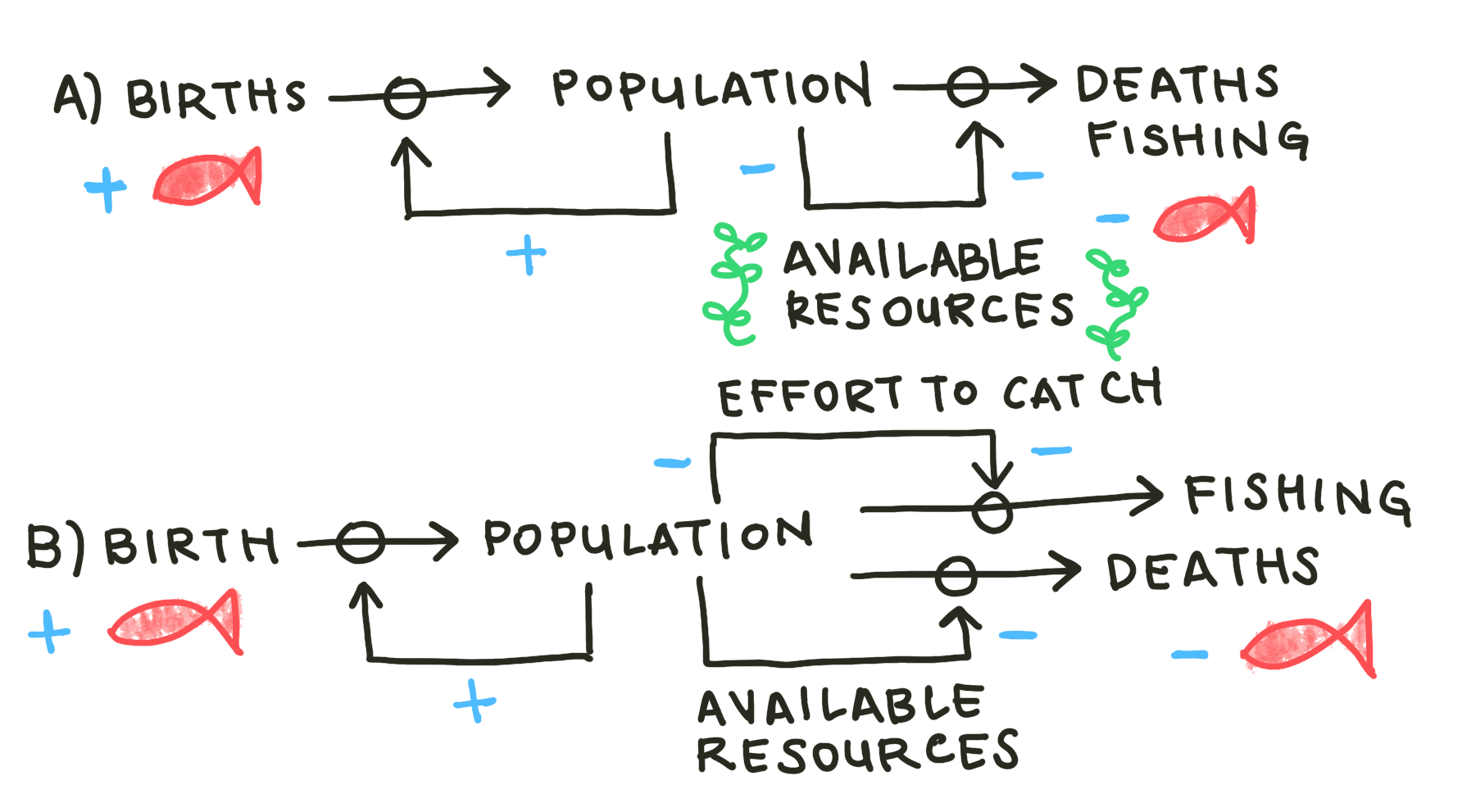 Causal Loop Diagram for an active fishery