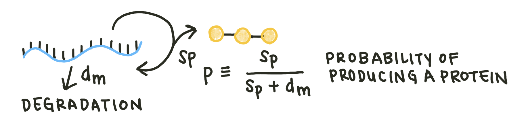 Figure with mRNA replication/degradation loop